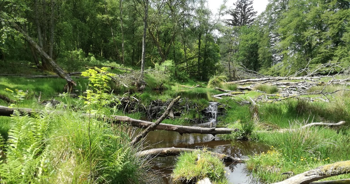1200x630(a) a beaver engineered stream at Bamff estate