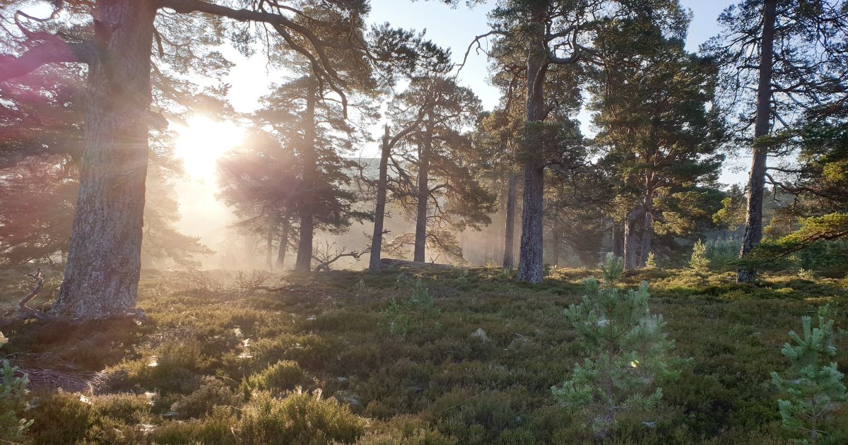 The Mar Lodge Estate