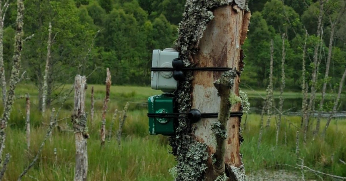 An audiomoth installed in Scottish wetland