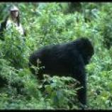 Professor Liz Williamson